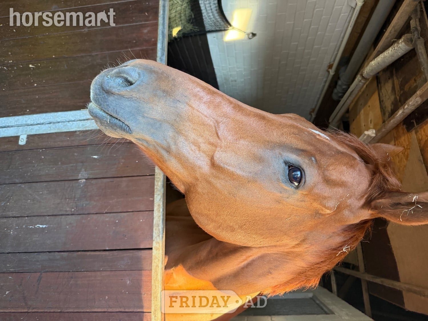 "Harvey" Chestnut Gelding Working Hunter Horse - 