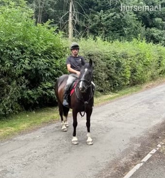 "Missy" Black Mare All Rounder