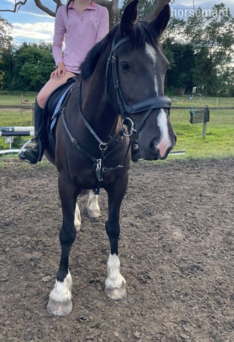 "Missy" Black Mare All Rounder