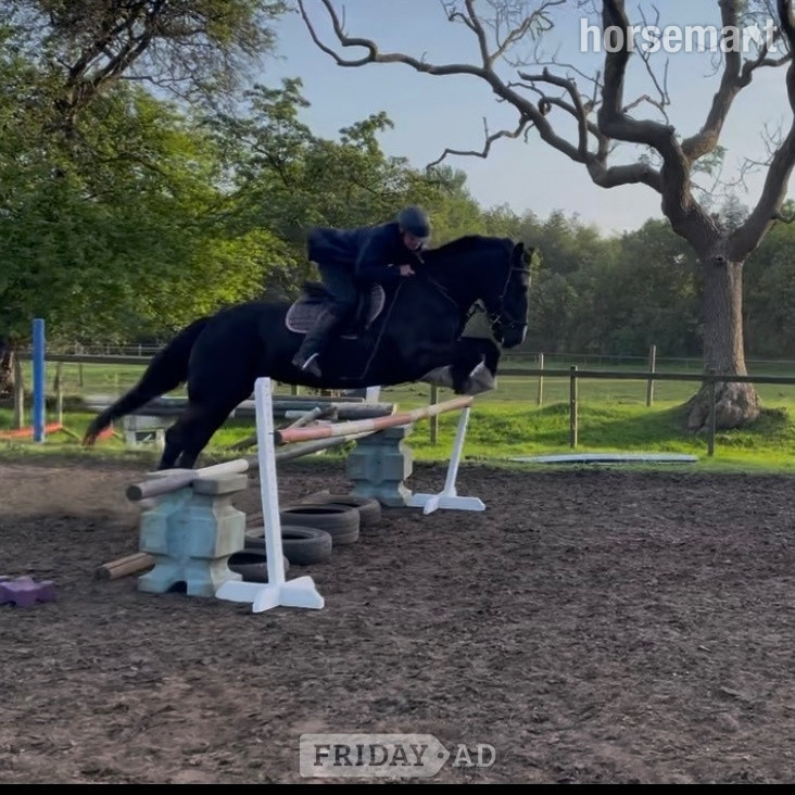 "Missy" Black Mare All Rounder