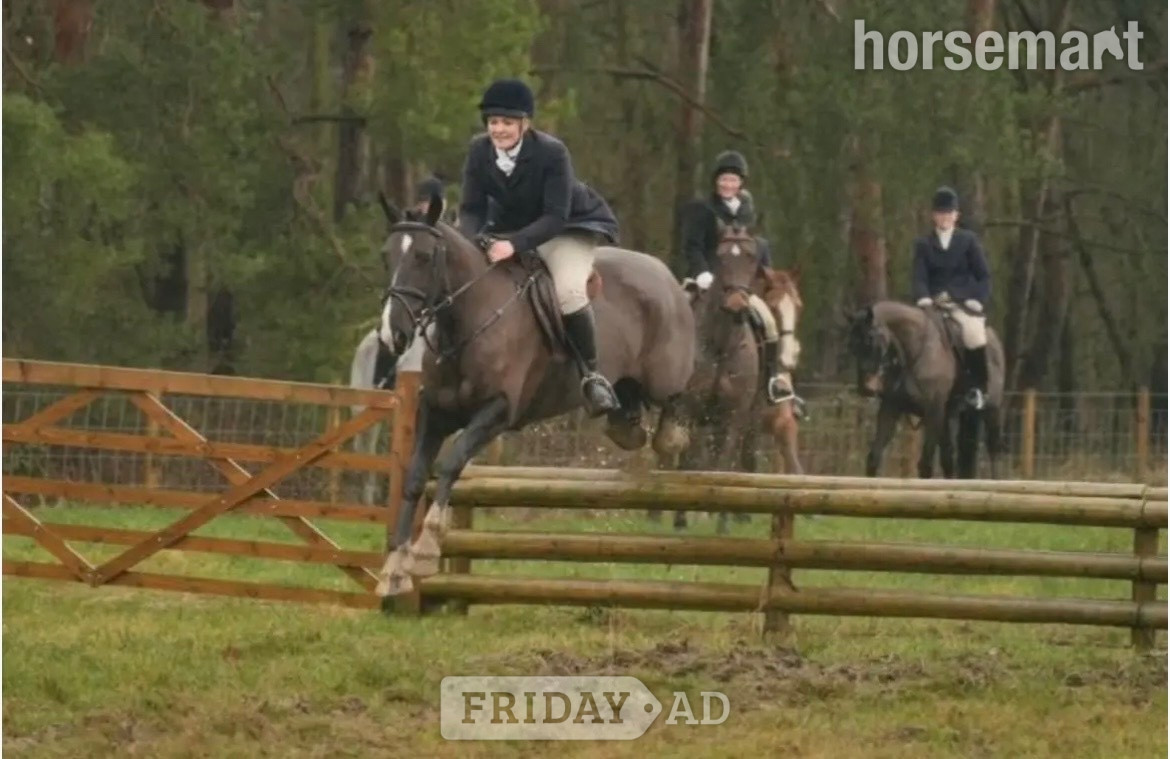 Newcastle u-Tyne "Missy" Black Mare All Rounder