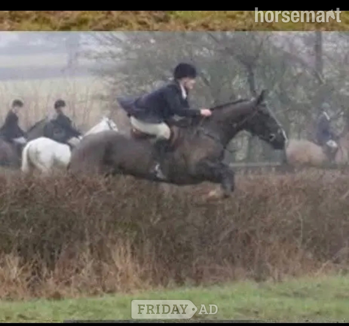 "Missy" Black Mare All Rounder - Horses in Newcastle u-Tyne