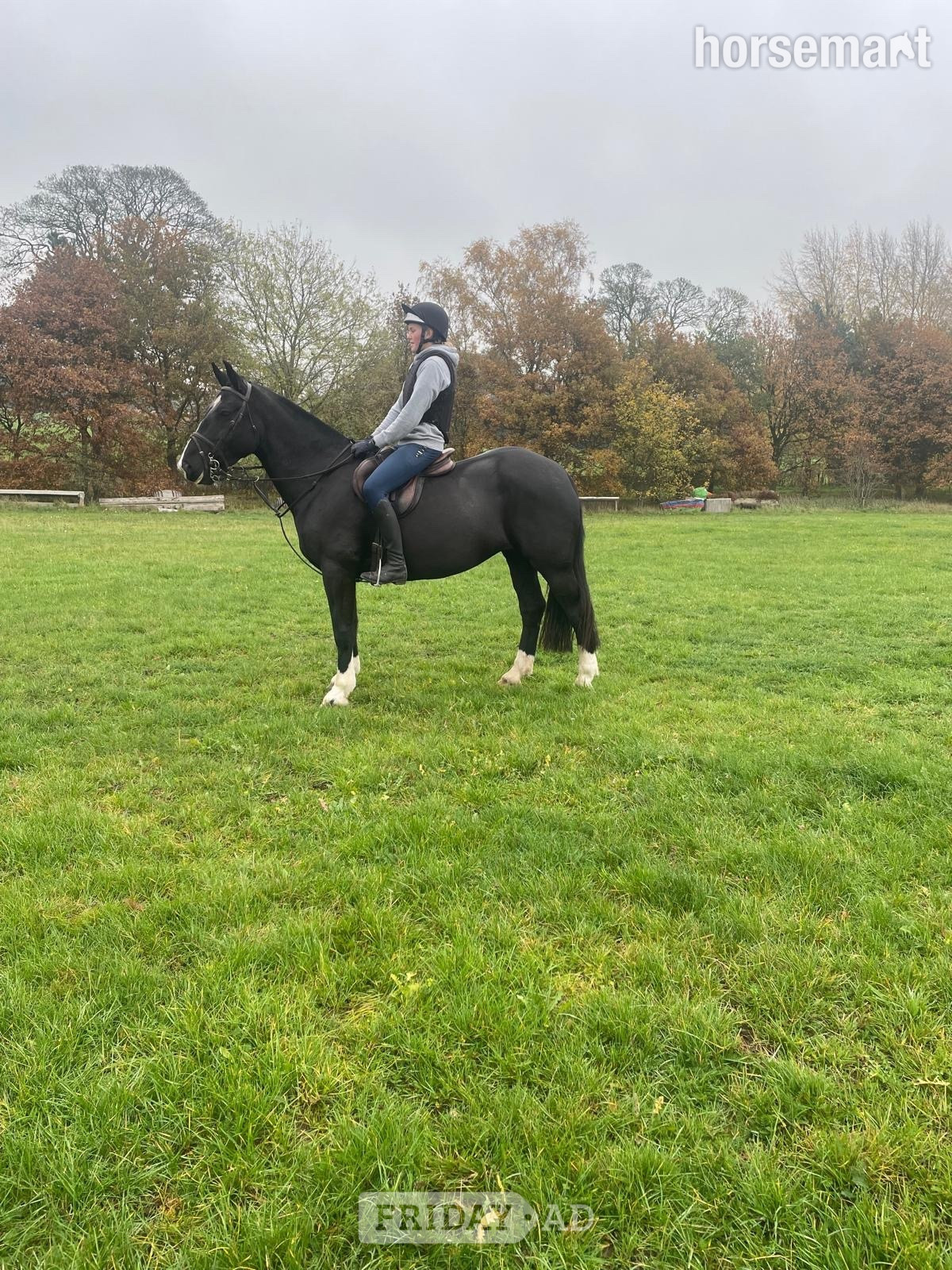 "Missy" Black Mare All Rounder - Horses
