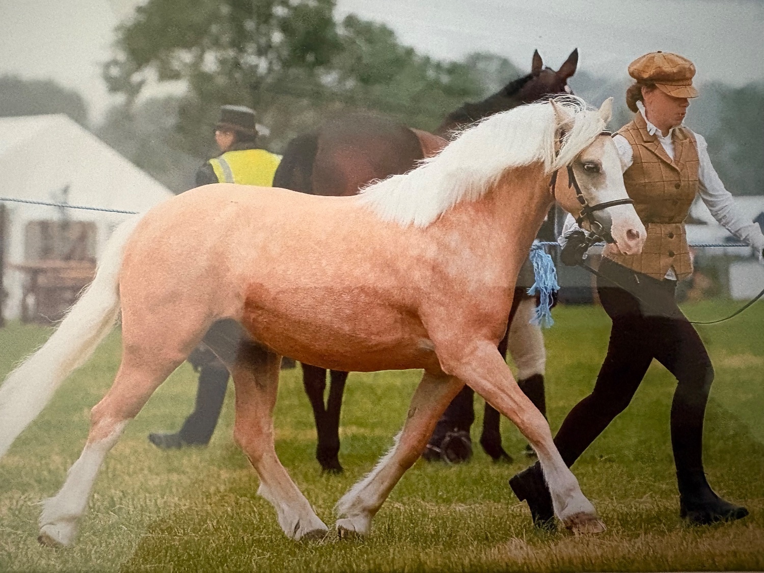"Ciliane Eros" Palomino Gelding Pony Club Pony