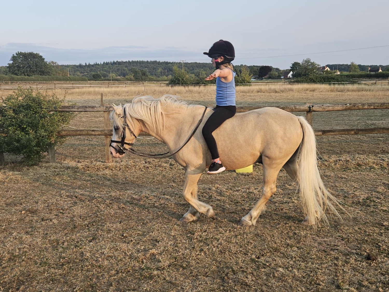 "Ciliane Eros" Palomino Gelding Pony Club Pony - Horses in Tewkesbury