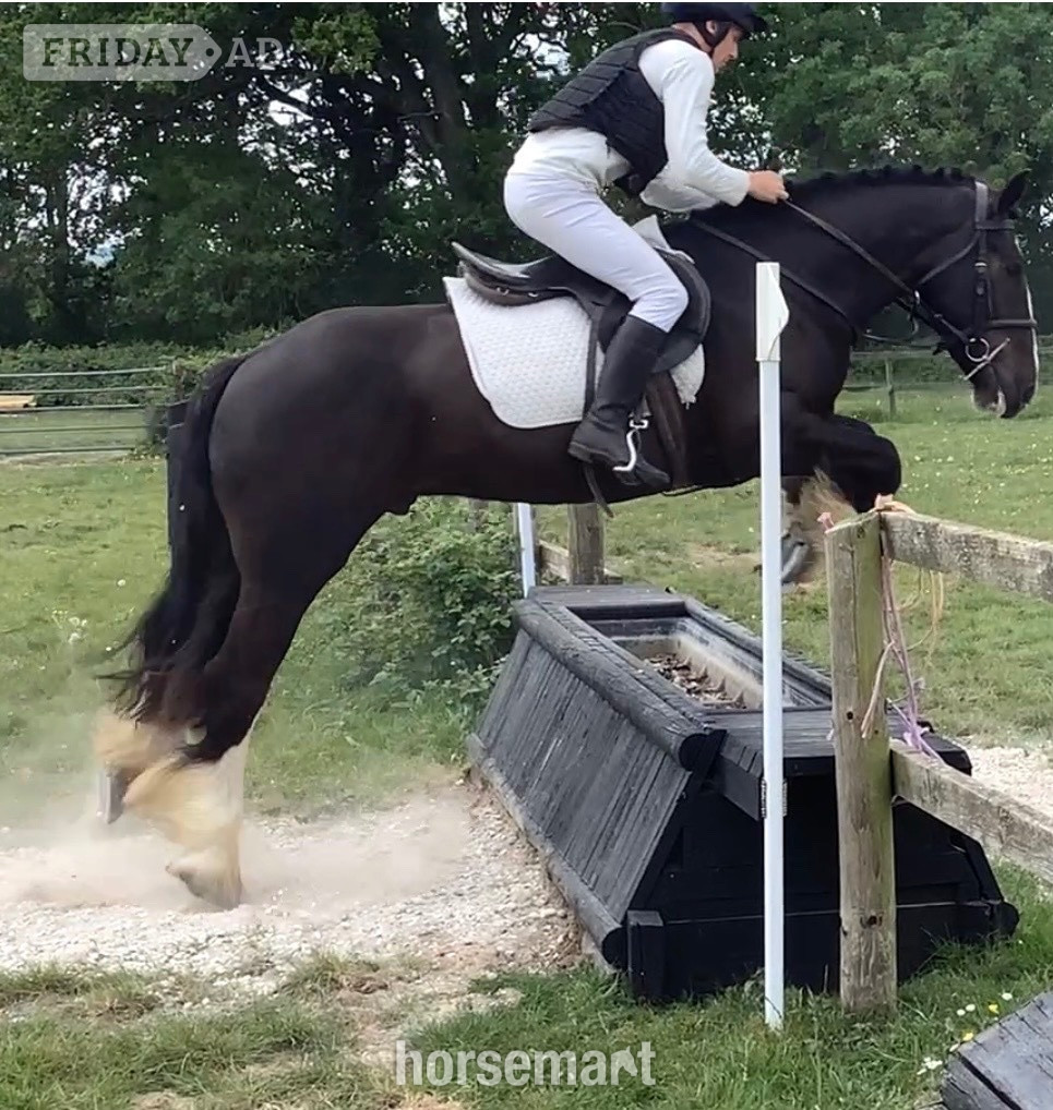 "Benny" Black Gelding All Rounder - Horses in Wool