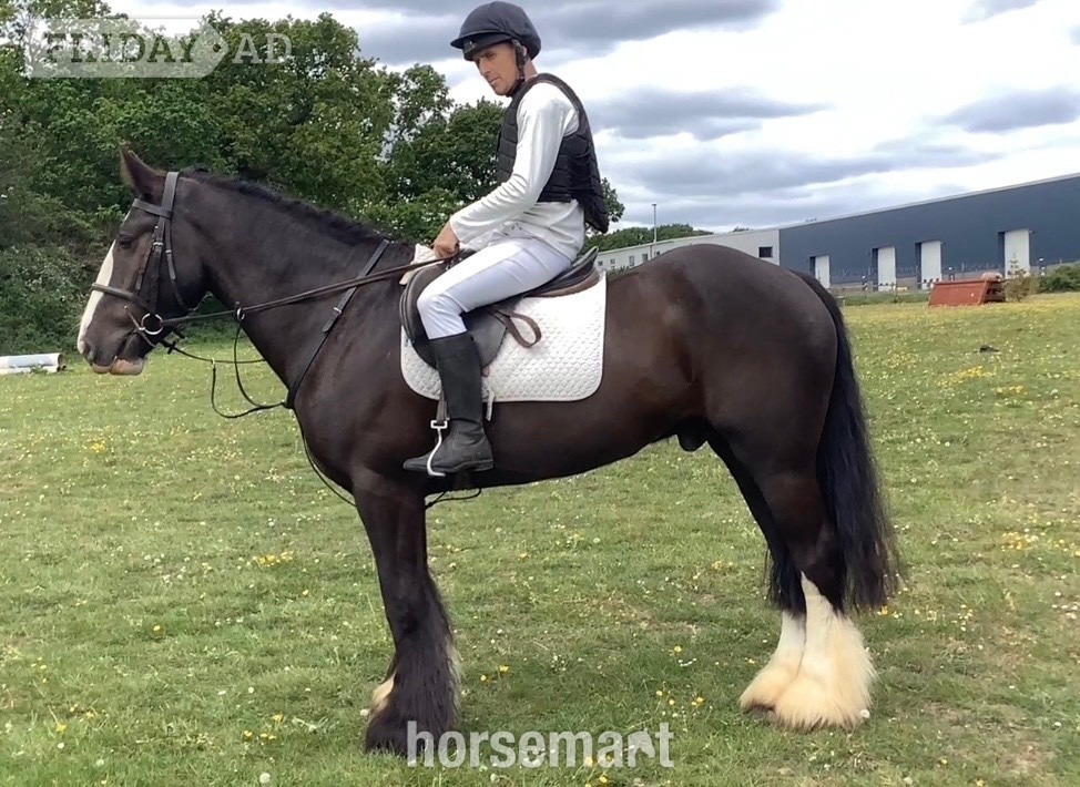 "Benny" Black Gelding All Rounder
