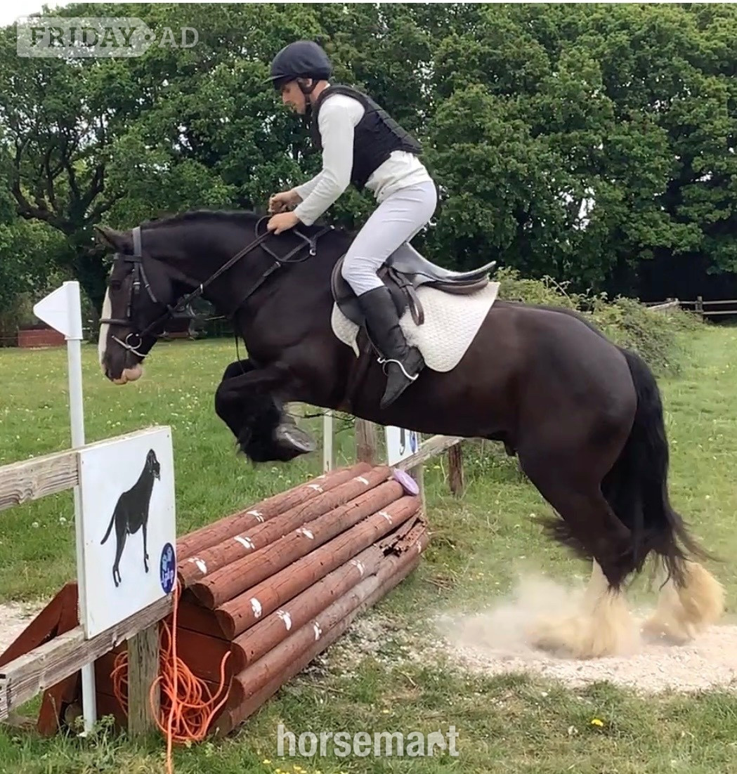 Wool "Benny" Black Gelding All Rounder