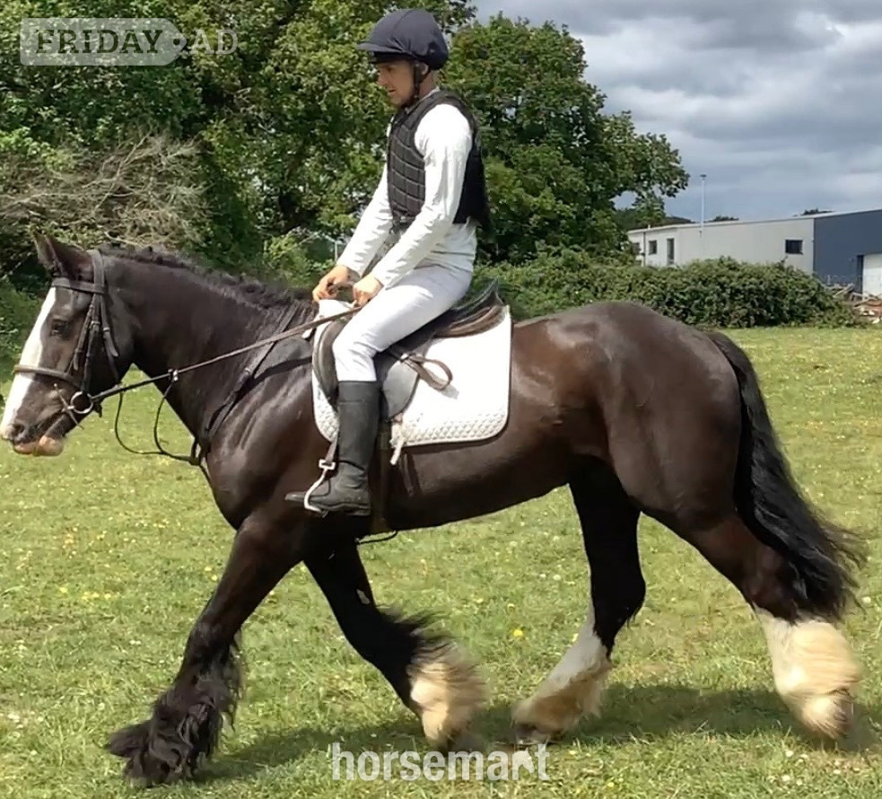 "Benny" Black Gelding All Rounder in Wool