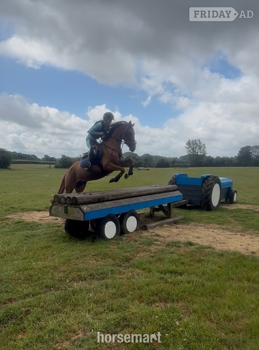 "Nera" Chestnut Mare All Rounder in Tenterden