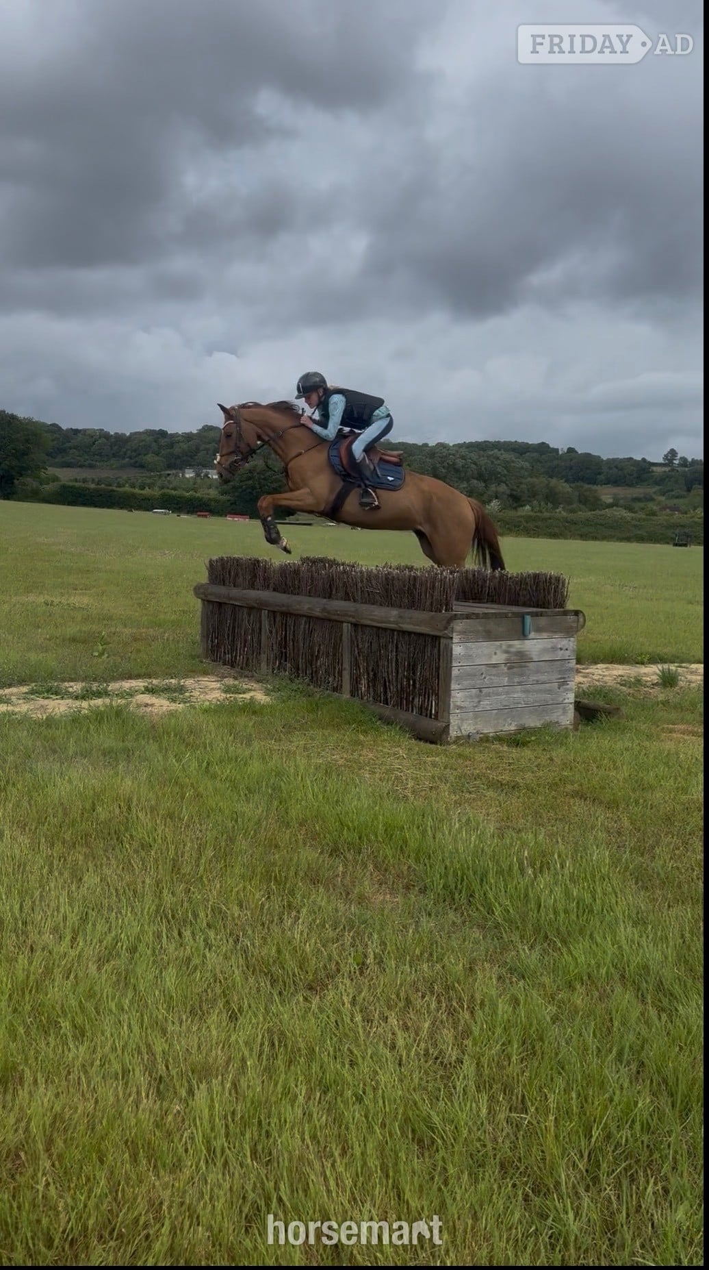 "Nera" Chestnut Mare All Rounder