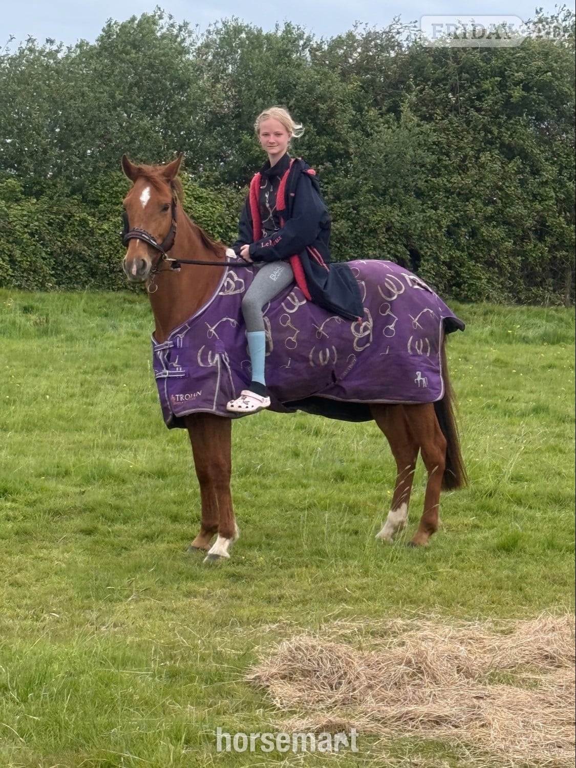 "Nera" Chestnut Mare All Rounder - Horses in Tenterden