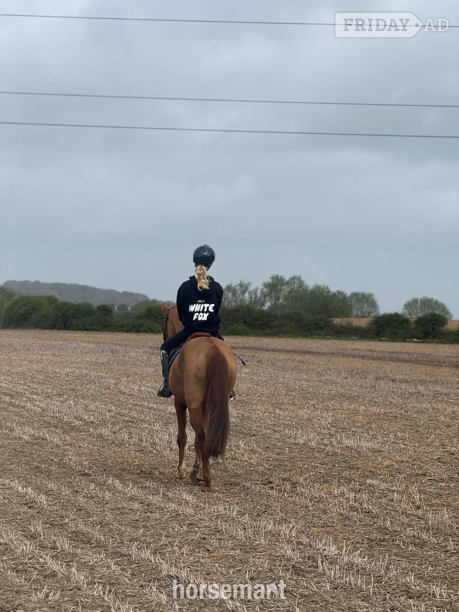 "Nera" Chestnut Mare All Rounder - Horses