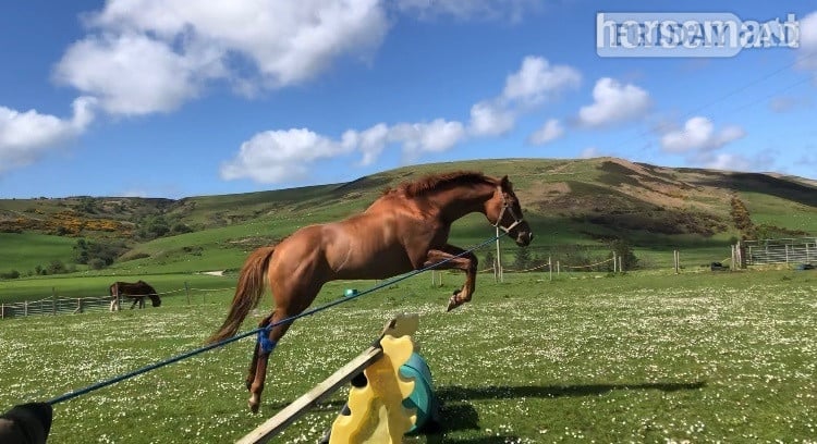 "Max" Chestnut Stallion Stallion in Campbeltown