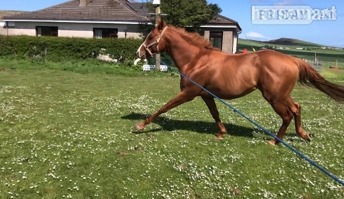 "Max" Chestnut Stallion Stallion