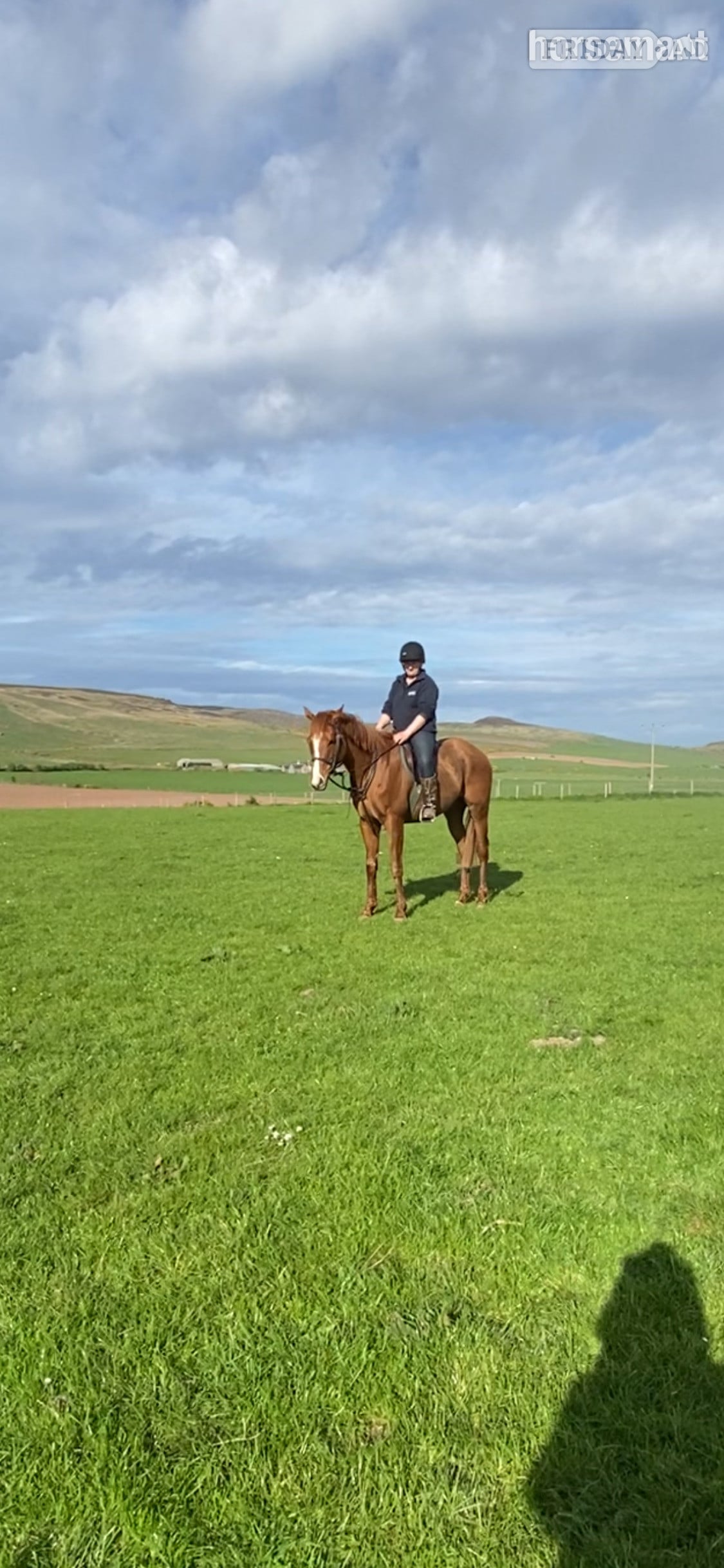 Campbeltown "Max" Chestnut Stallion Stallion