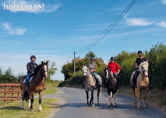 "Ernie: hardworking, reliable schoolmaster for lessons, hacking, and hunting" Bay Gelding Schoolmaster