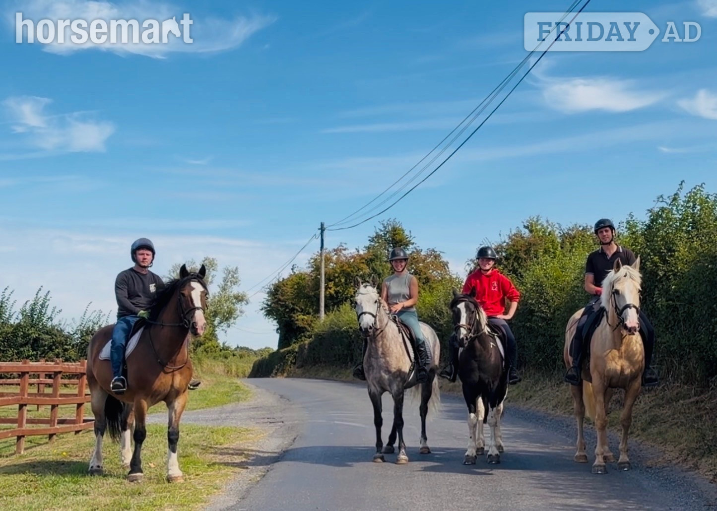 "Ernie: hardworking, reliable schoolmaster for lessons, hacking, and hunting" Bay Gelding Schoolmaster in Raheen