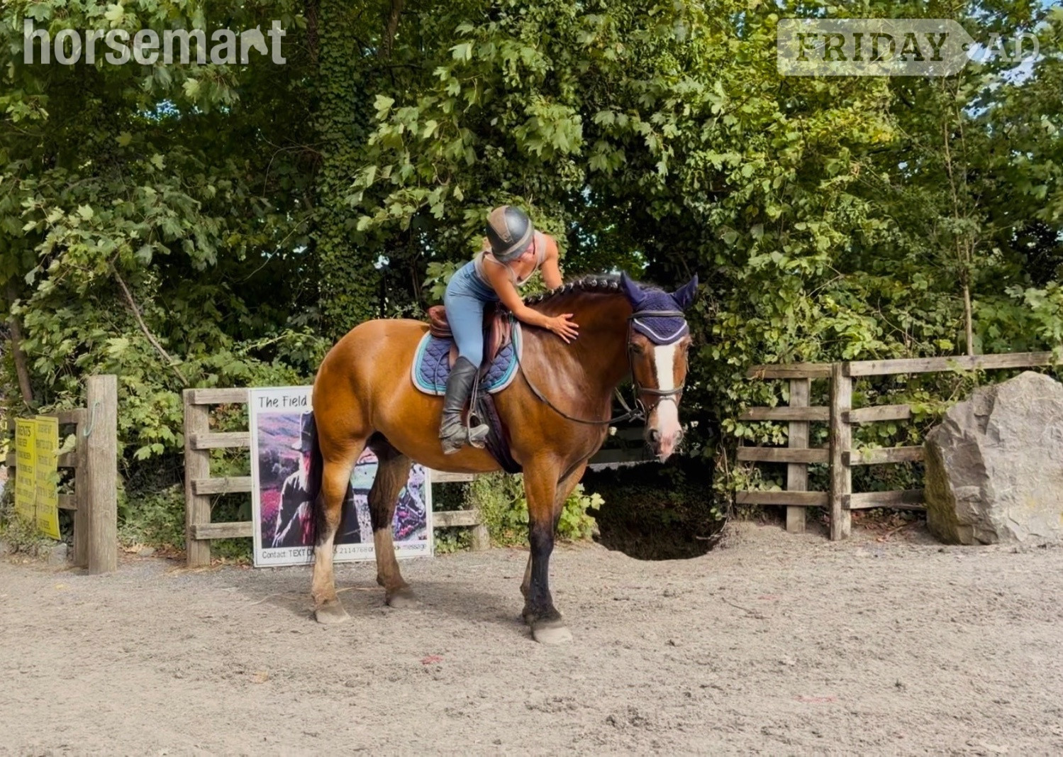 "Ernie: hardworking, reliable schoolmaster for lessons, hacking, and hunting" Bay Gelding Schoolmaster