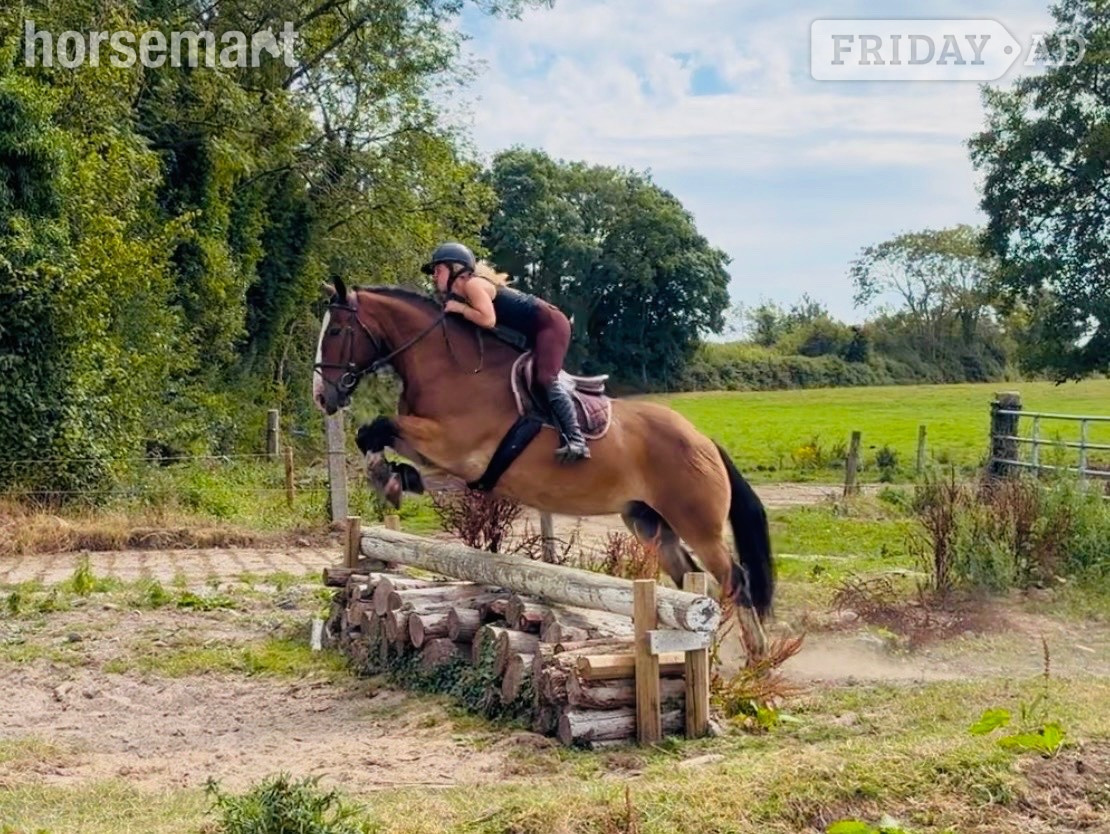 Raheen "Ernie: hardworking, reliable schoolmaster for lessons, hacking, and hunting" Bay Gelding Schoolmaster
