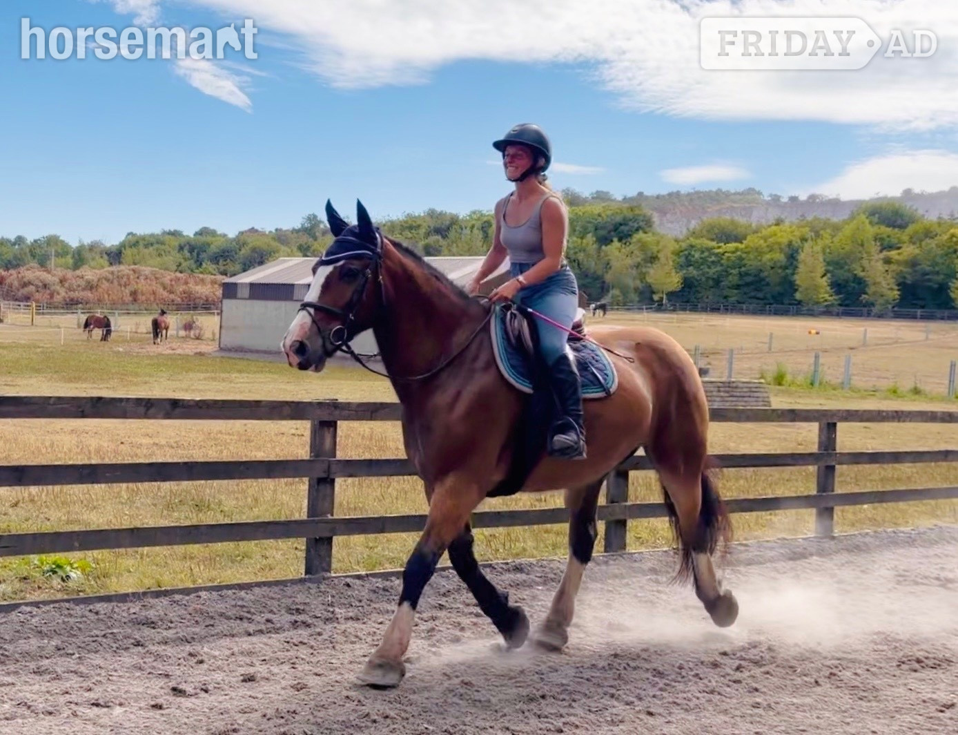 "Ernie: hardworking, reliable schoolmaster for lessons, hacking, and hunting" Bay Gelding Schoolmaster - Horses in Raheen