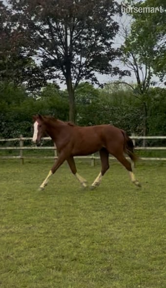 "Julius" Chestnut Gelding Youngstock / Foal
