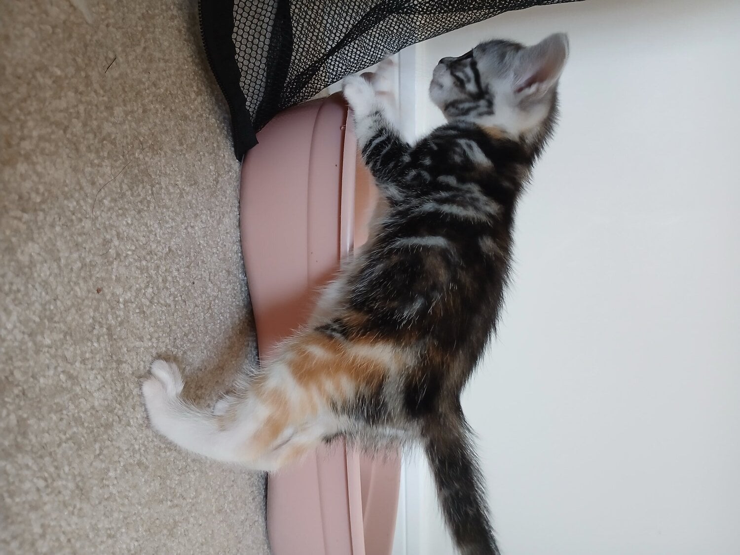 Bengal-Maine coon mix kittens in Exeter