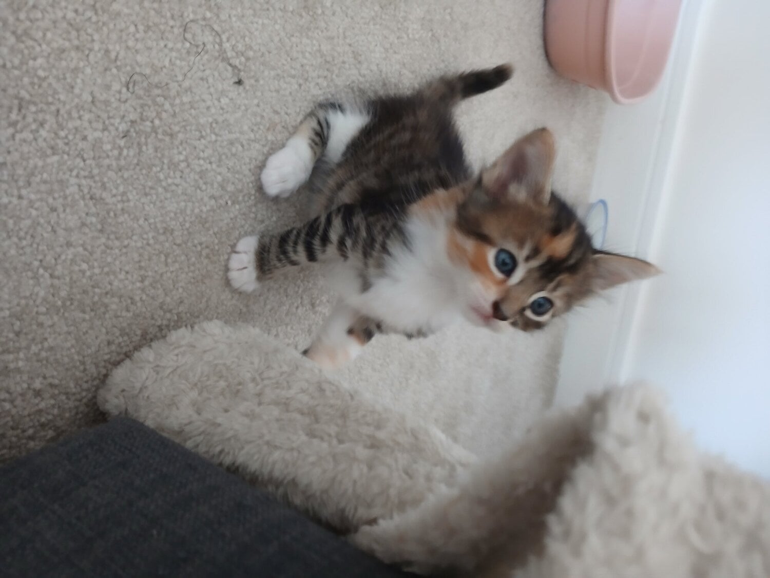 Bengal-Maine coon mix kittens