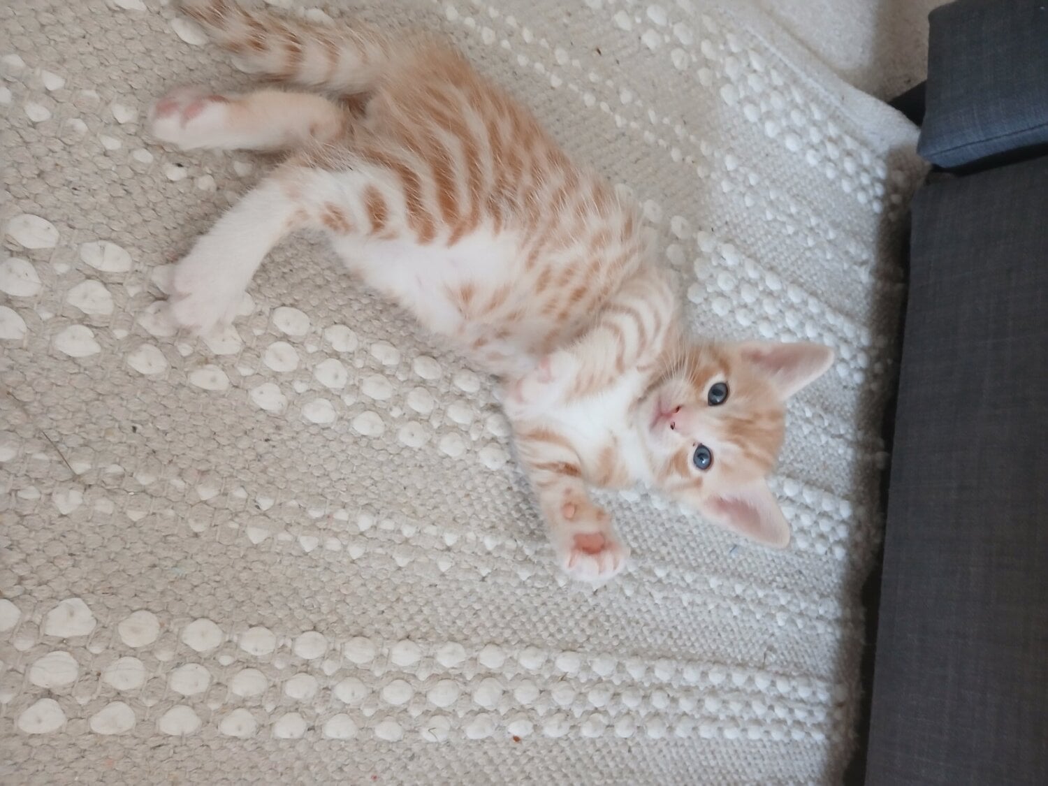 Exeter Bengal-Maine coon mix kittens