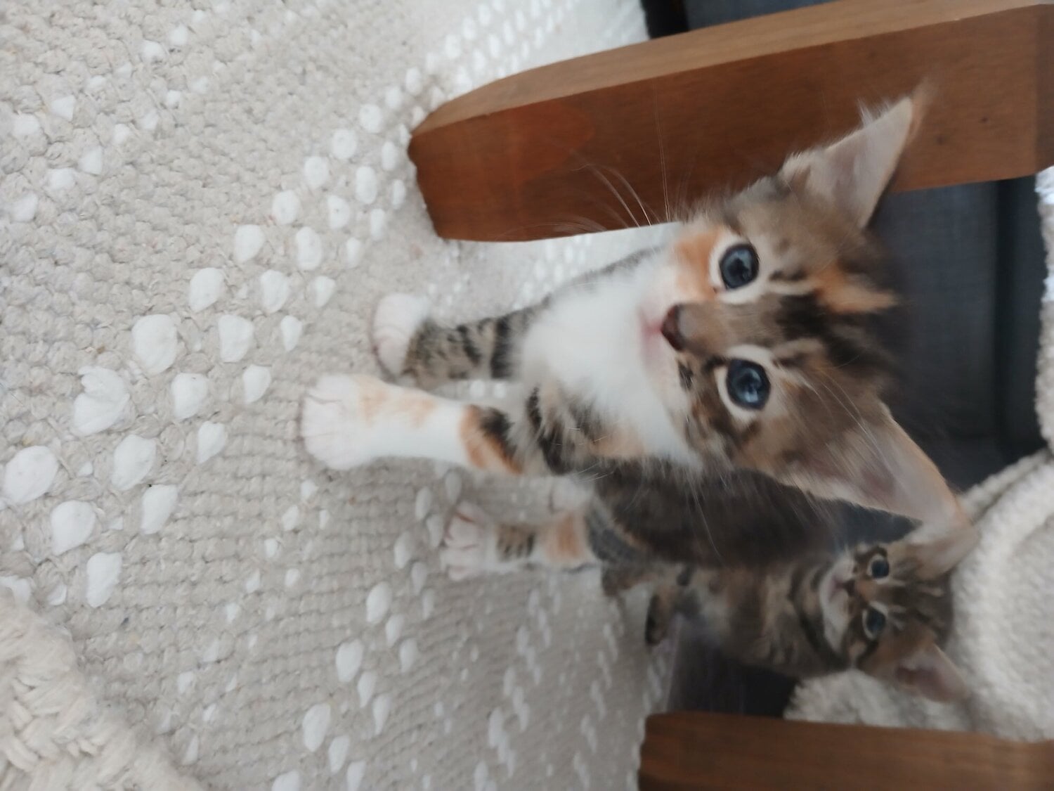 Bengal-Maine coon mix kittens - Cats & Kittens in Exeter