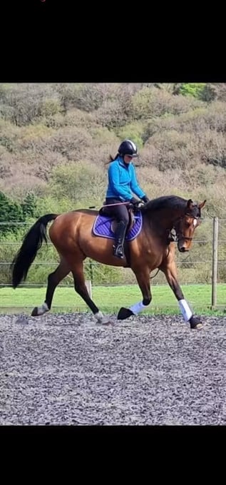 "Polo (PAOLO VAN HET HOF TEN AART )" Bay Gelding All Rounder