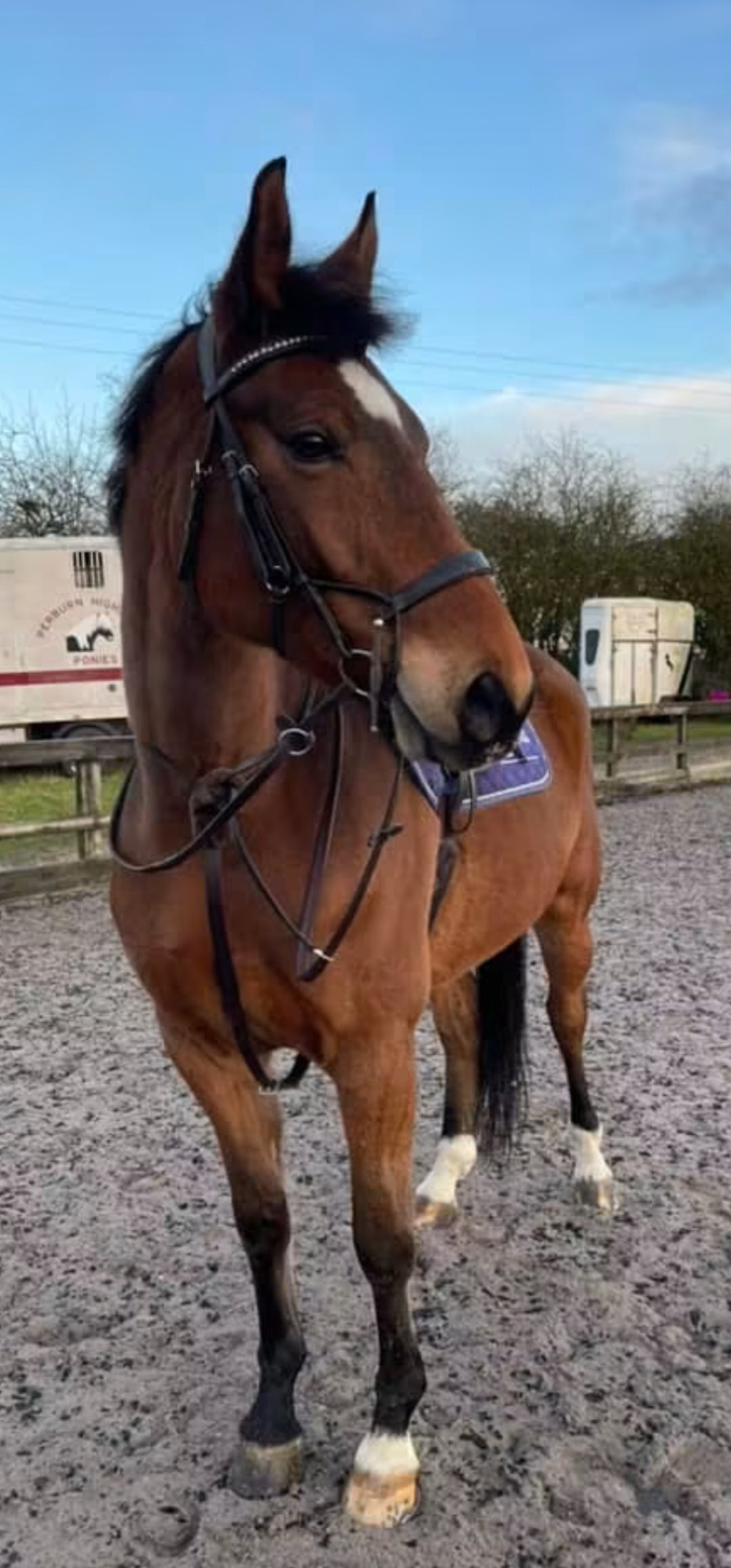 "Polo (PAOLO VAN HET HOF TEN AART )" Bay Gelding All Rounder