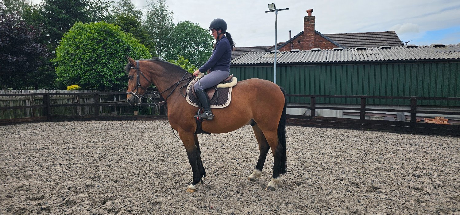 Euxton "Polo (PAOLO VAN HET HOF TEN AART )" Bay Gelding All Rounder