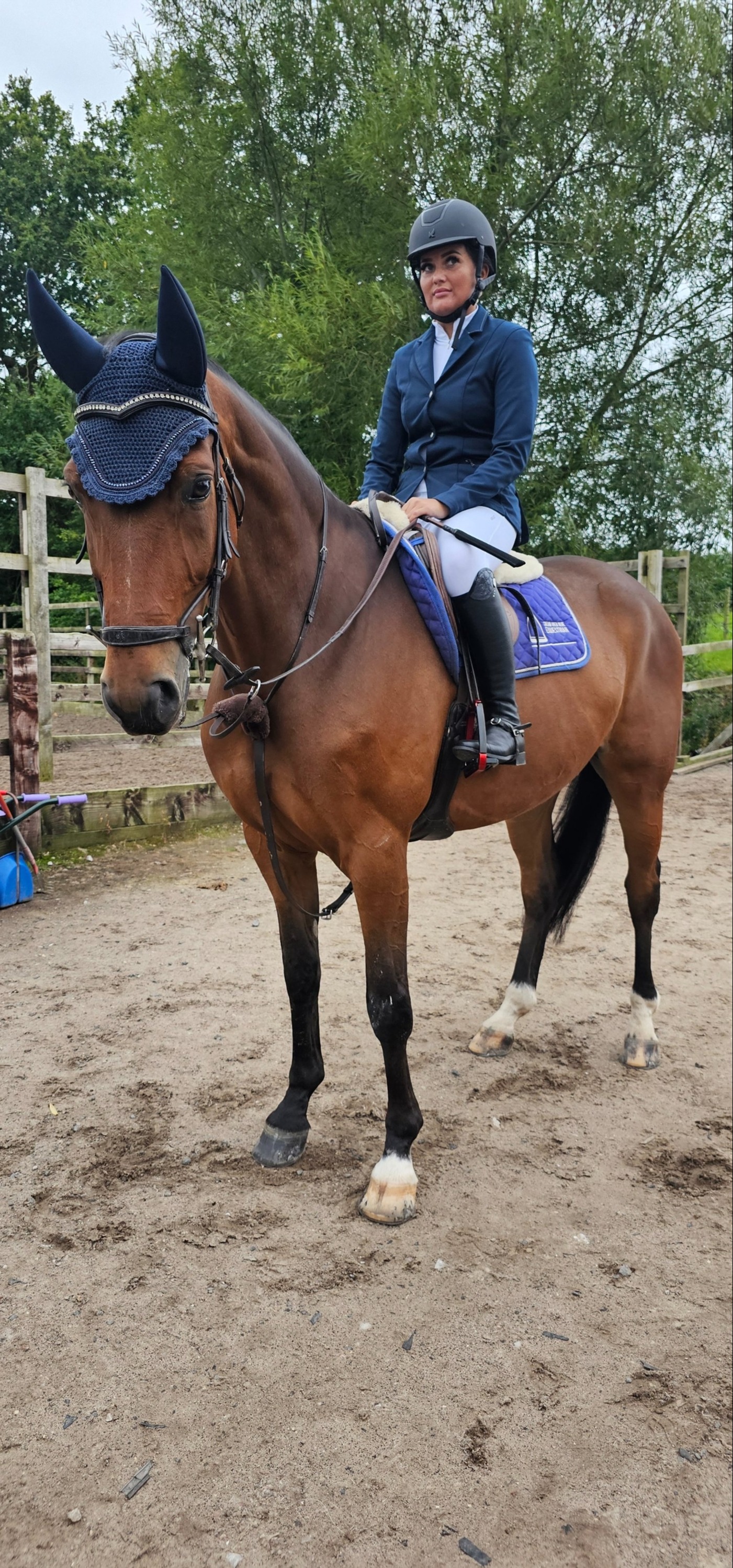 "Polo (PAOLO VAN HET HOF TEN AART )" Bay Gelding All Rounder - Horses