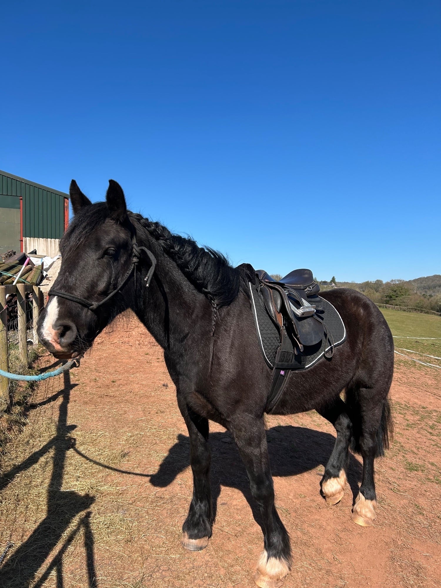 Hereford "Waffle" Black Gelding Happy Hacker