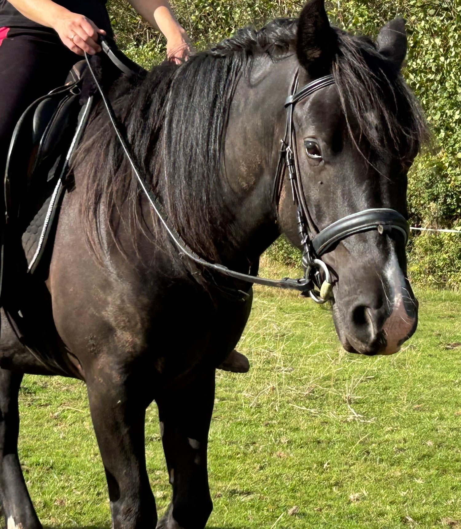 "Waffle" Black Gelding Happy Hacker - Horses in Hereford
