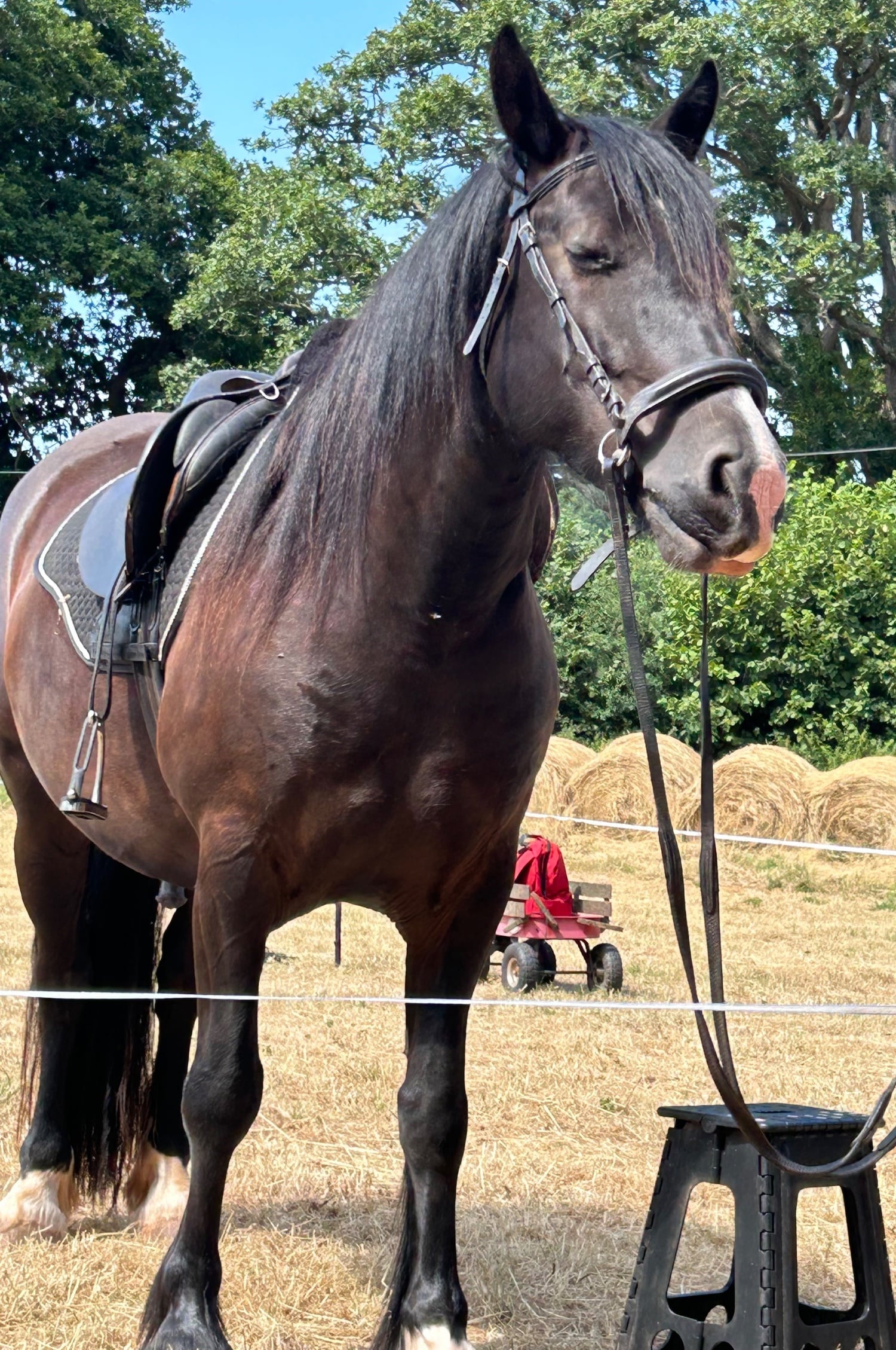 "Waffle" Black Gelding Happy Hacker - Horses