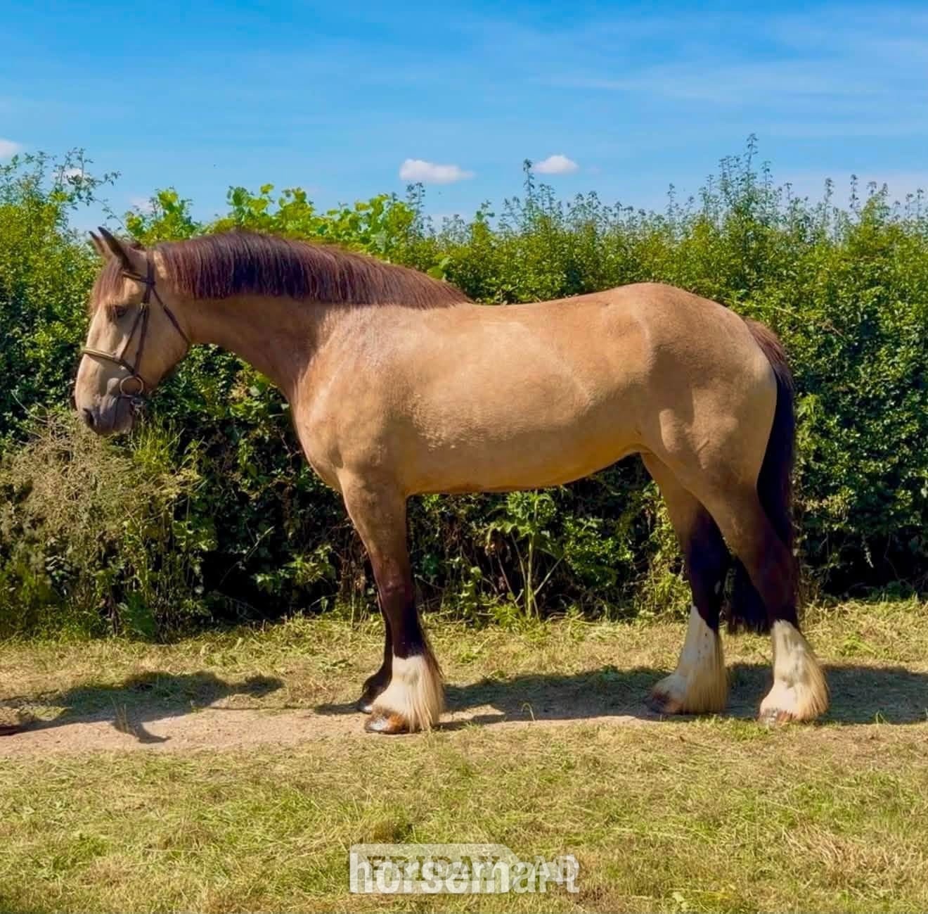 "Dolly Parton " Dun Mare All Rounder