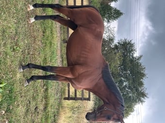 "Blunder" Bay Stallion Ex Racehorse