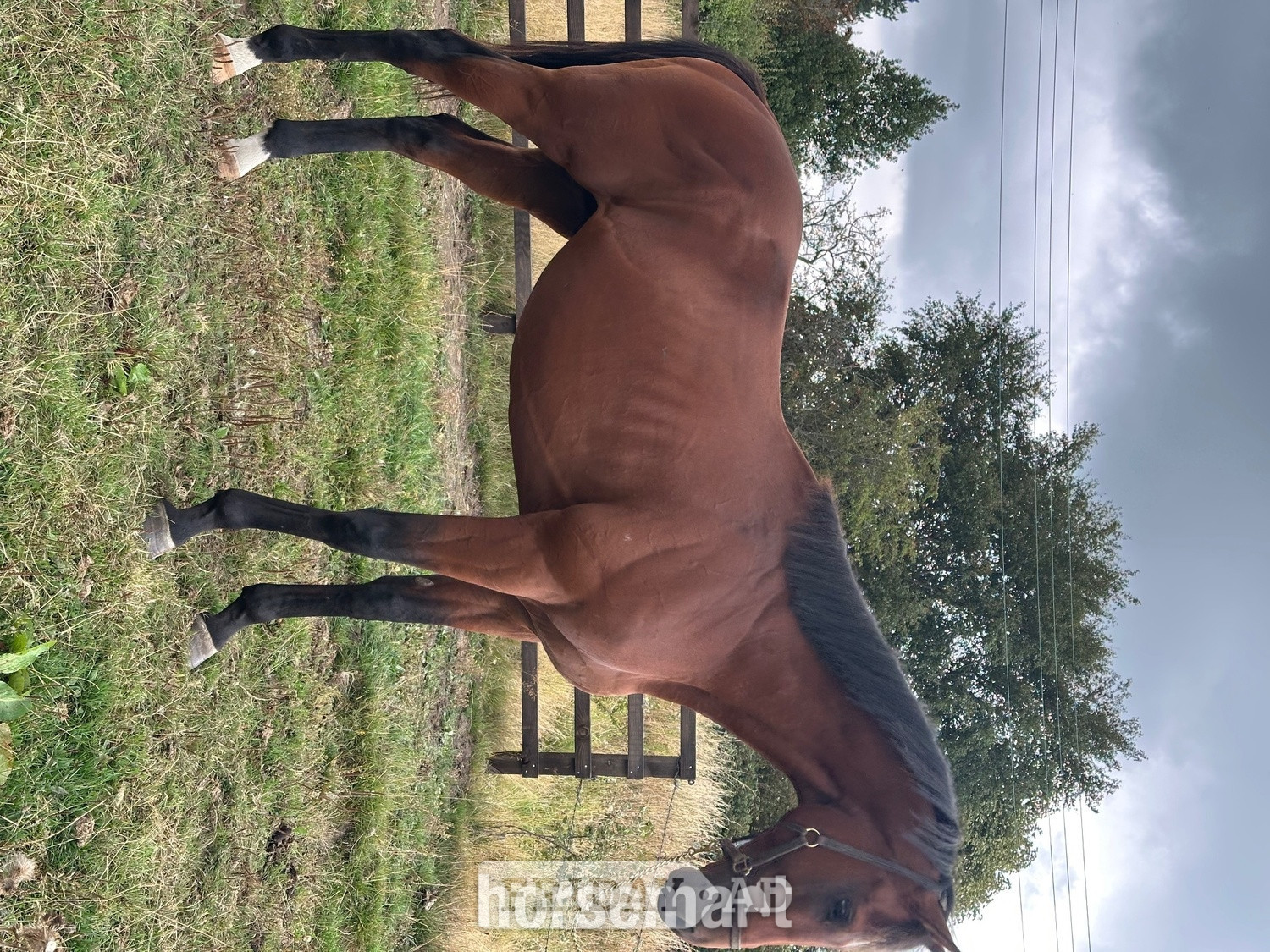 "Blunder" Bay Stallion Ex Racehorse in Durham