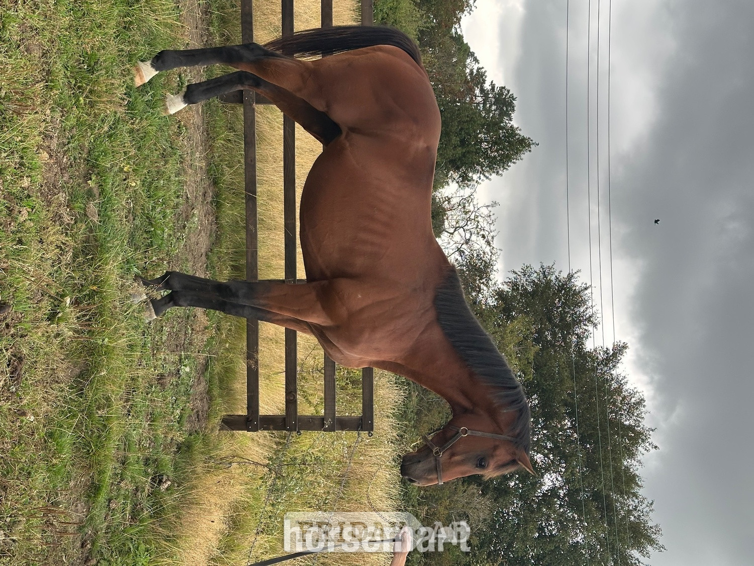 "Blunder" Bay Stallion Ex Racehorse