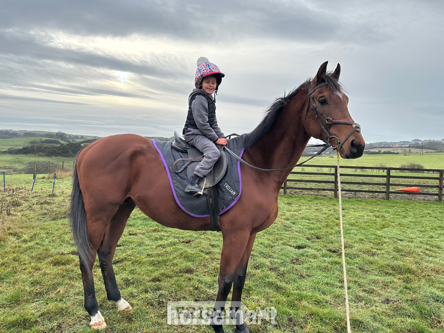 Durham "Blunder" Bay Stallion Ex Racehorse