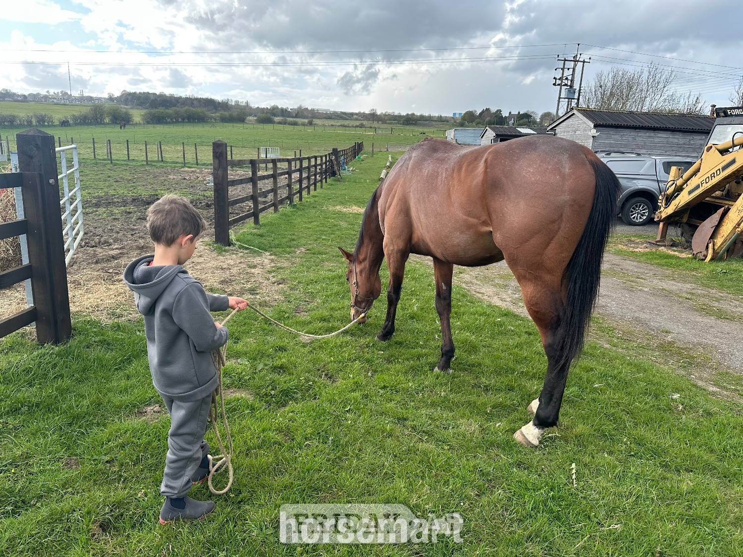 "Blunder" Bay Stallion Ex Racehorse - Horses in Durham