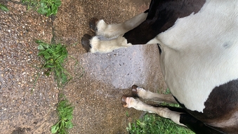 "Darcy " Piebald Mare Coloured