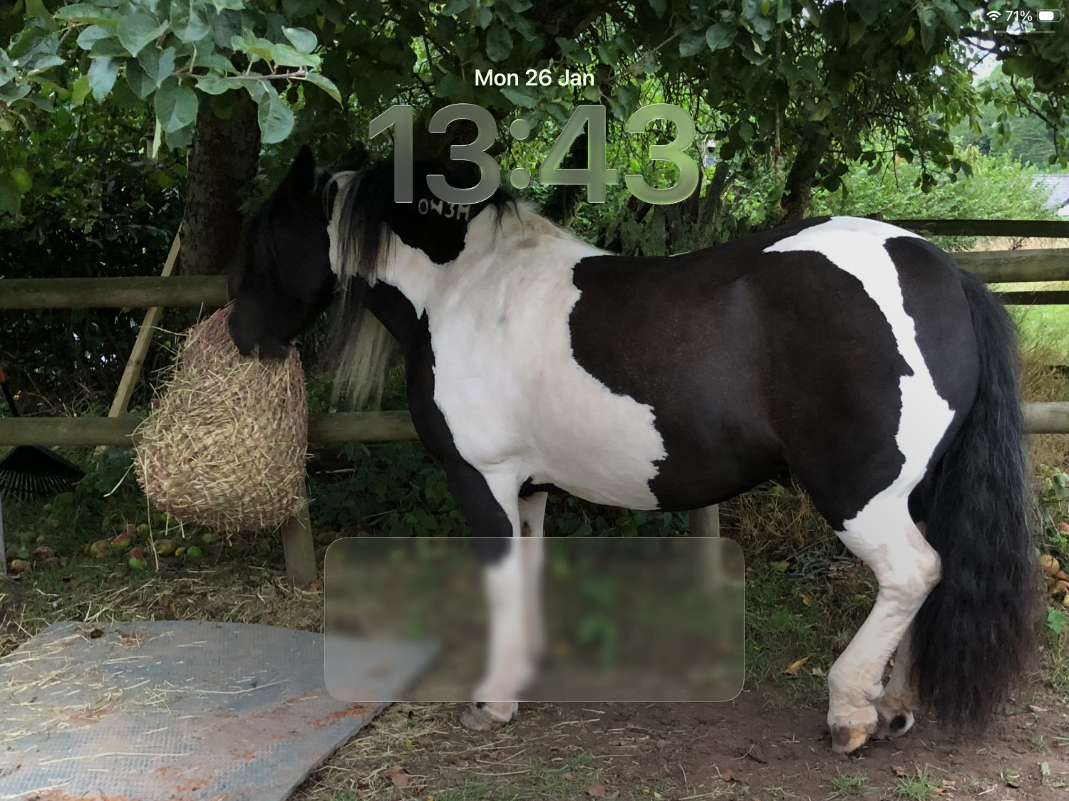 "Darcy " Piebald Mare Coloured