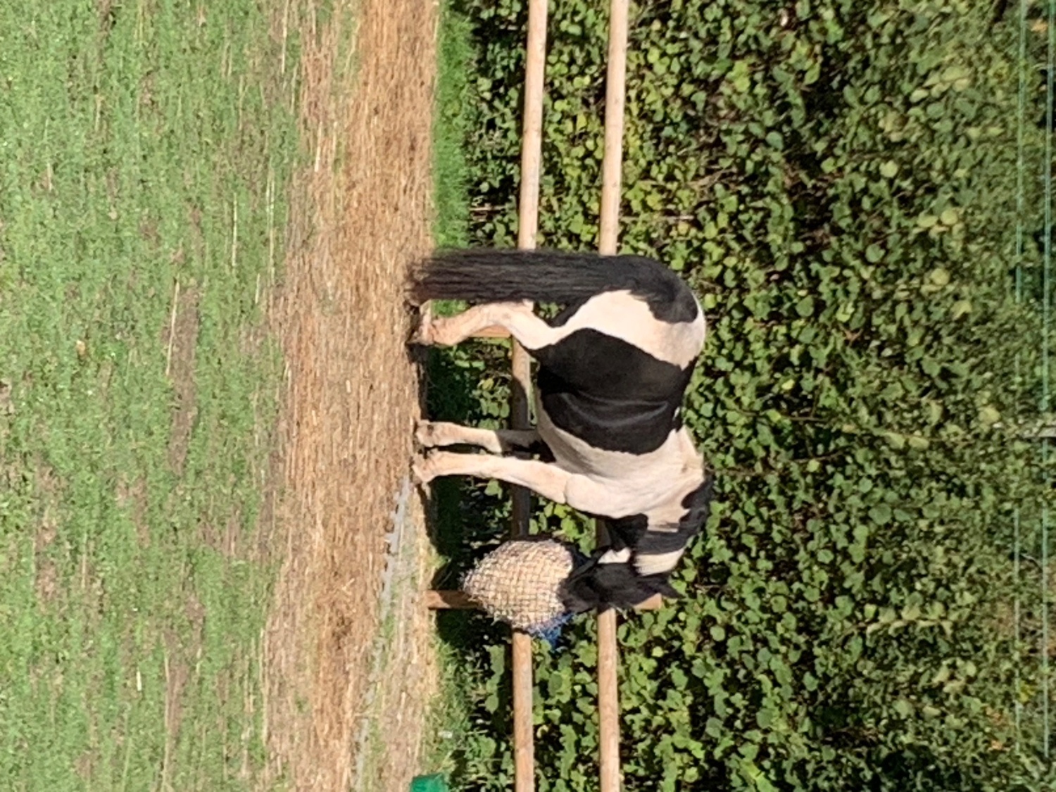 Stratford u-Avon "Darcy " Piebald Mare Coloured