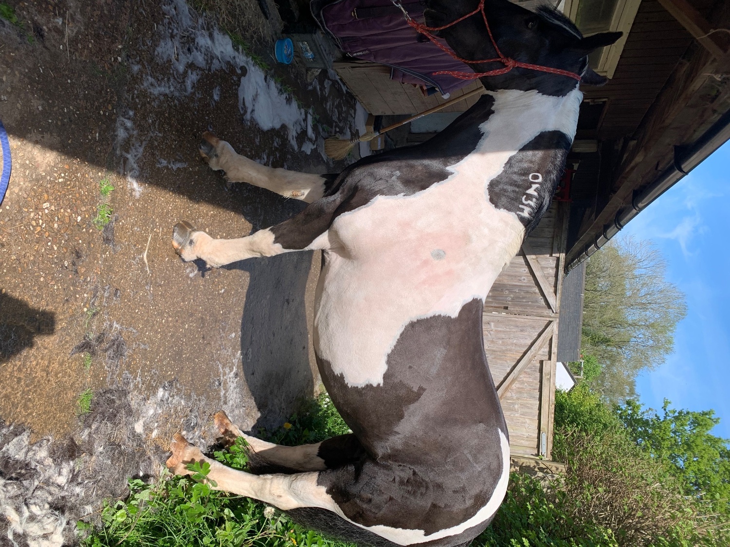 "Darcy " Piebald Mare Coloured - Horses in Stratford u-Avon