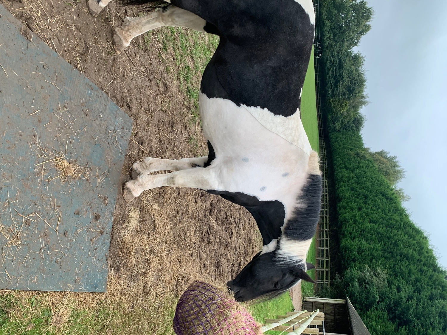 "Darcy " Piebald Mare Coloured - Horses