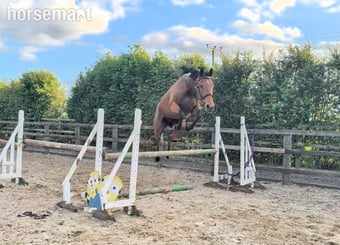 "Daisy " Bay Mare Project Horse
