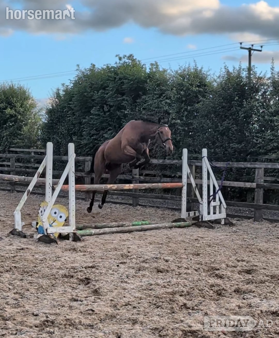 "Daisy " Bay Mare Project Horse